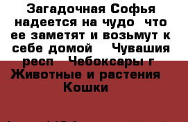 Загадочная Софья надеется на чудо, что ее заметят и возьмут к себе домой. - Чувашия респ., Чебоксары г. Животные и растения » Кошки   